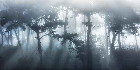 Foggy Forest
