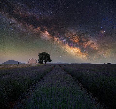 Valensole Lavender